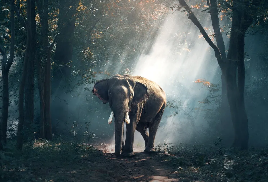 Zdjęcie Cejlon - wyspa na której leży Sri Lanka i jej fascynująca historia