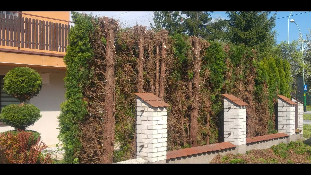 Zdjęcie Tuje: Jak przycinać, by były gęste? Sekrety eksperta