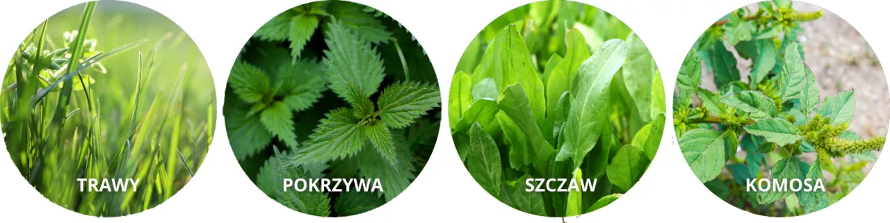 Zdjęcie Co kwitnie w czerwcu alergia? Poznaj rośliny, które uczulają