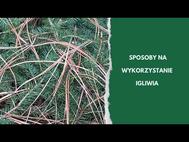 Zdjęcie Jak skutecznie wykorzystać igliwie na działce i zadbać o ogród