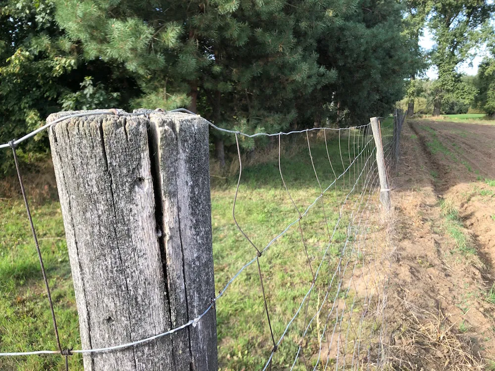 Zdjęcie Ile od granicy można sadzić drzewa? Uniknij problemów z sąsiadami