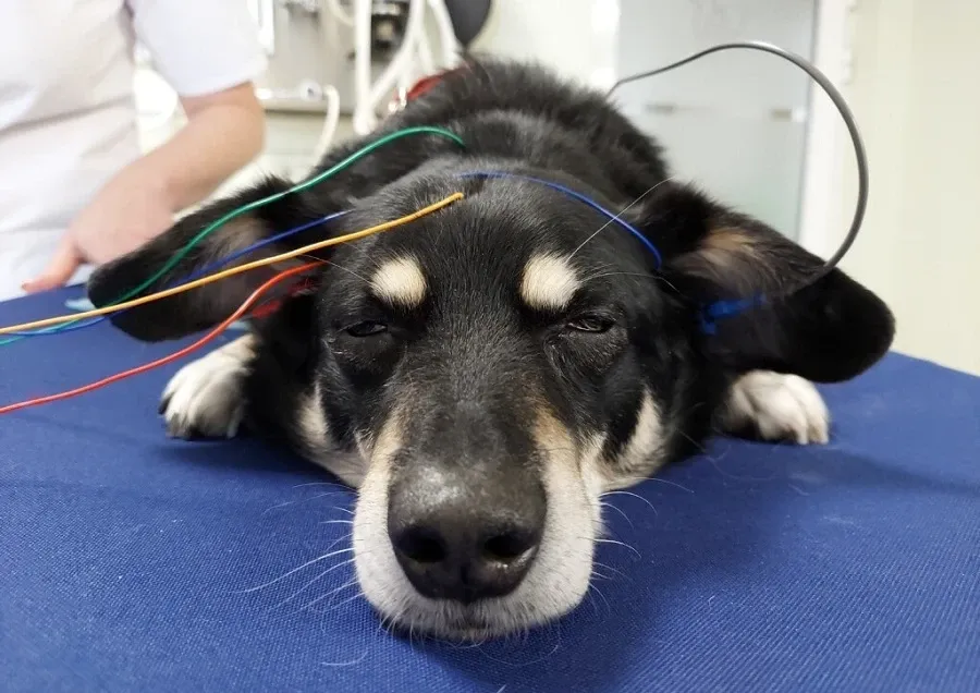 Zdjęcie Ile kosztuje badanie słuchu u psa: poznaj aktualne ceny diagnostyki BAER