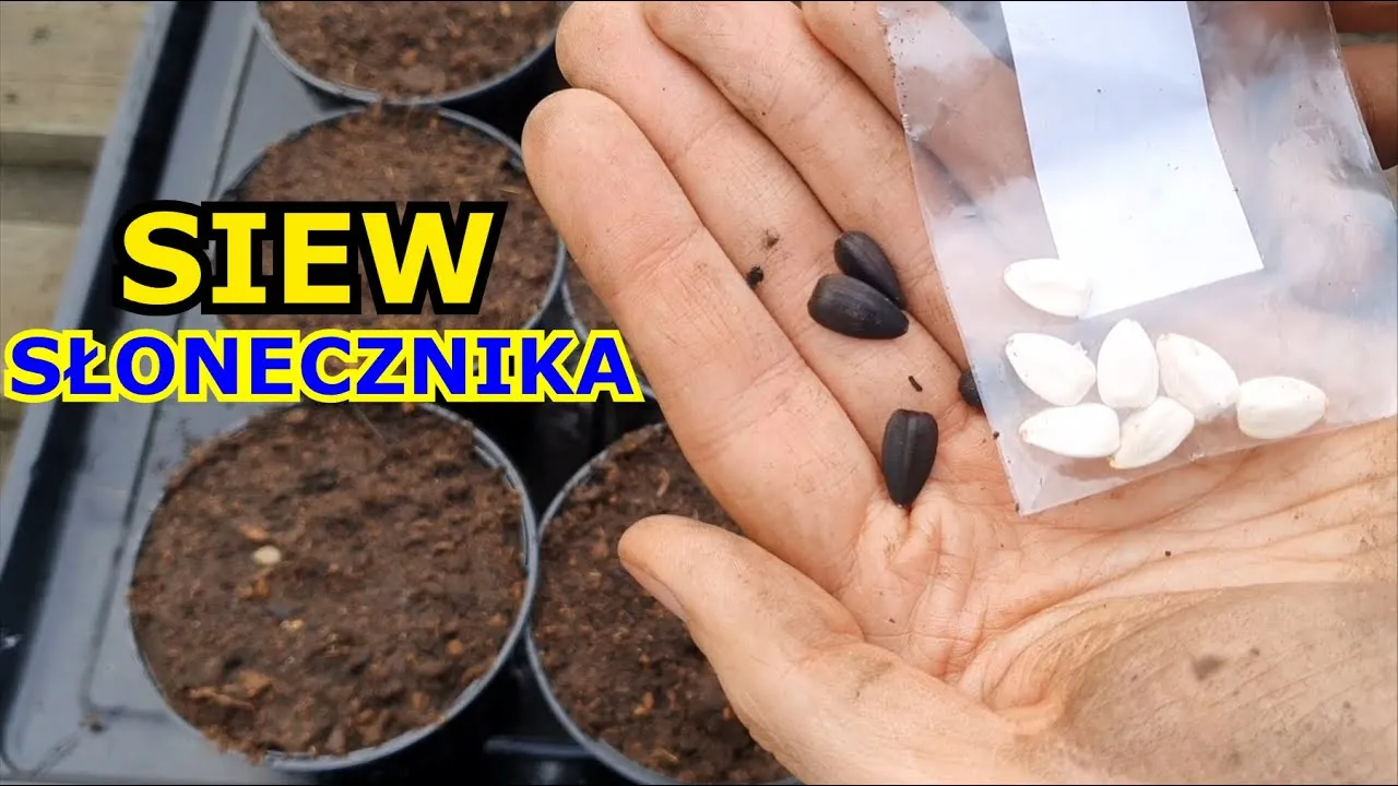 Zdjęcie Jak uprawiać słonecznik: sekrety udanej hodowli i pielęgnacji