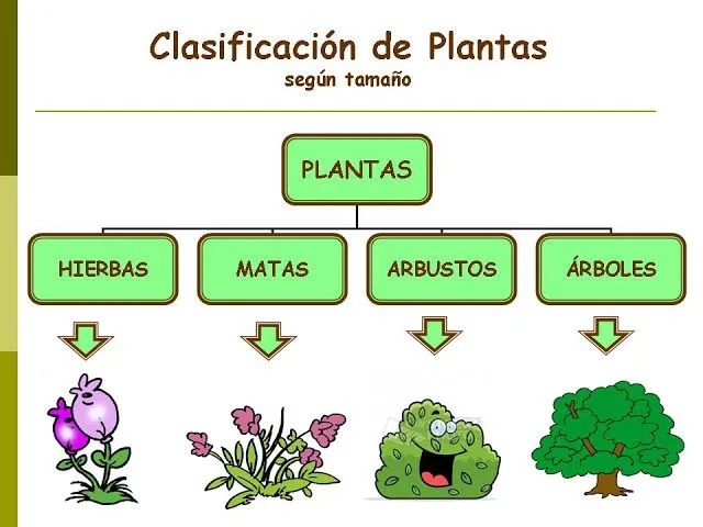 Zdjęcie Qué significa arbustos: características y diferencias esenciales