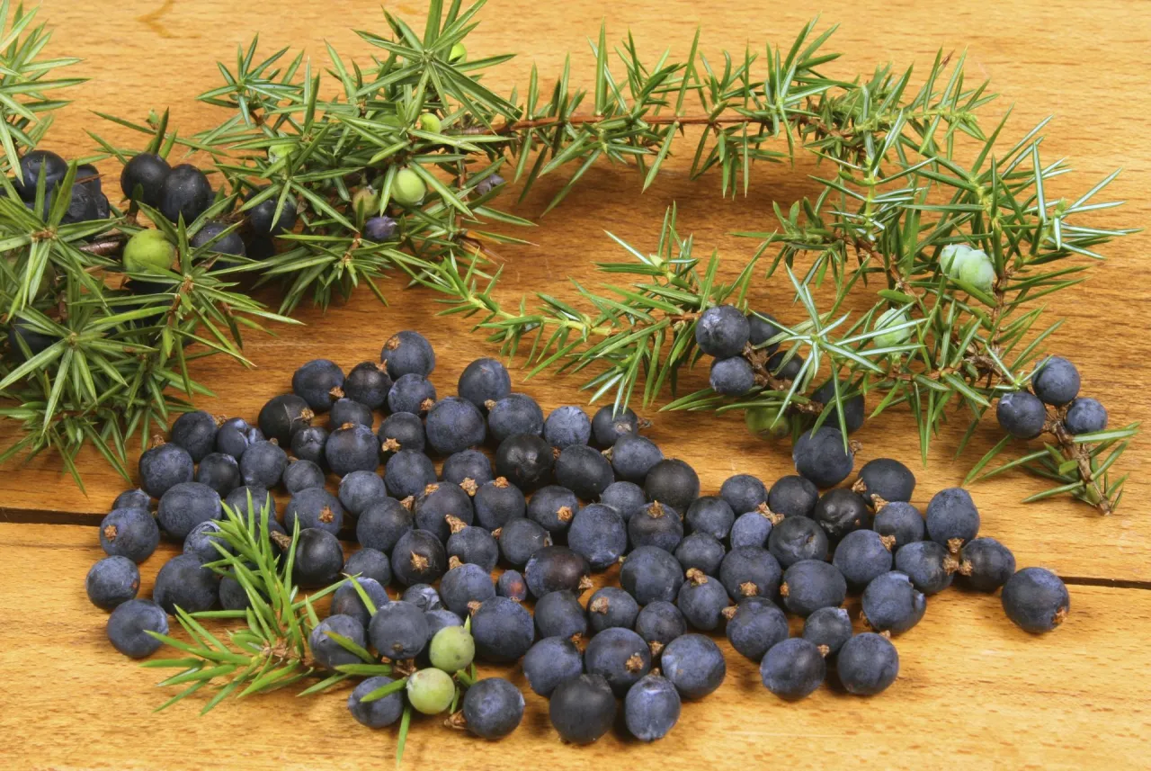 Zdjęcie Jak zrobić napar z jałowca, aby wspierać zdrowie i samopoczucie