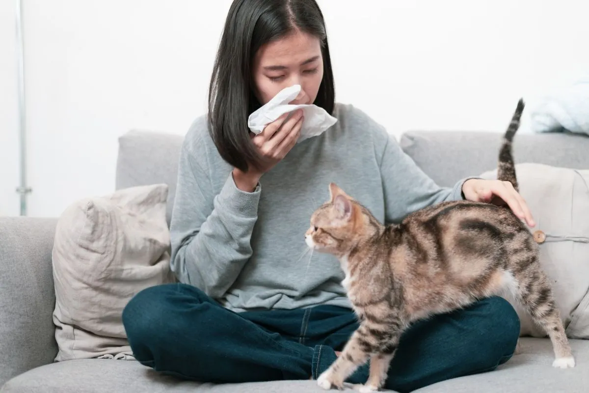 Zdjęcie Czy Devon Rex uczula? Poznaj prawdę o alergiach i kotach hipoalergicznych