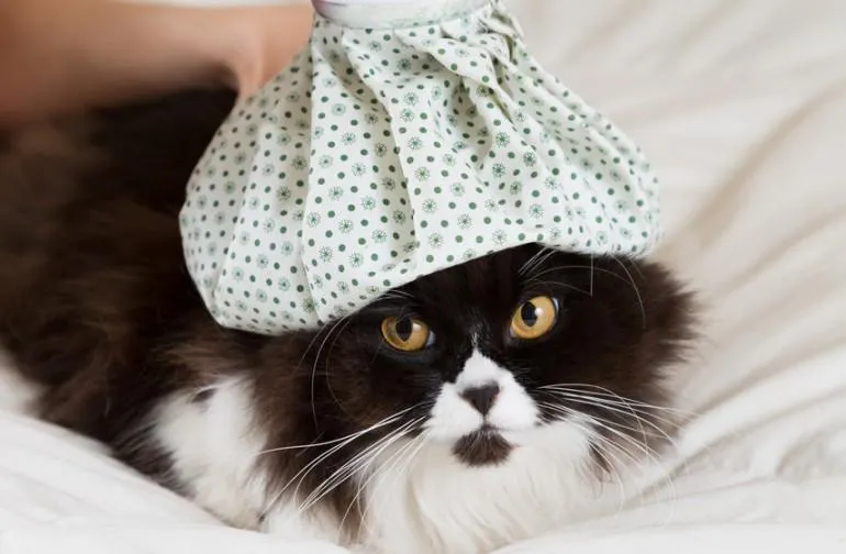Zdjęcie Cómo bajar la fiebre a un gato: consejos prácticos y efectivos