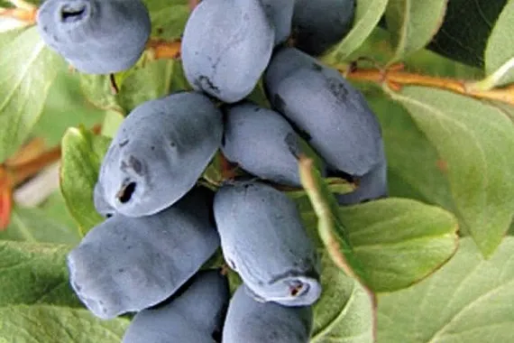 Zdjęcie Jakie odmiany jagody kamczackiej sadzić obok siebie dla lepszych plonów