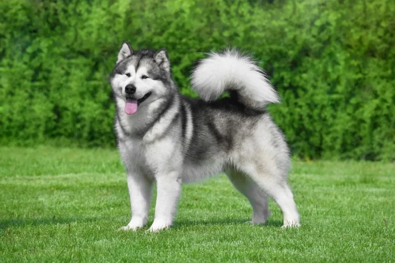 Zdjęcie Profesjonalna hodowla malamute: jak wybrać najlepszą dla swojego psa