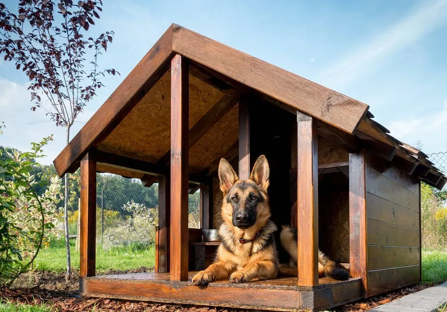 Zdjęcie Jak poprawić budę dla psa, aby zapewnić mu ciepło i komfort?