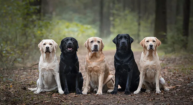 Zdjęcie Amerykański labrador - poznaj różnice i cechy tej wyjątkowej rasy psów
