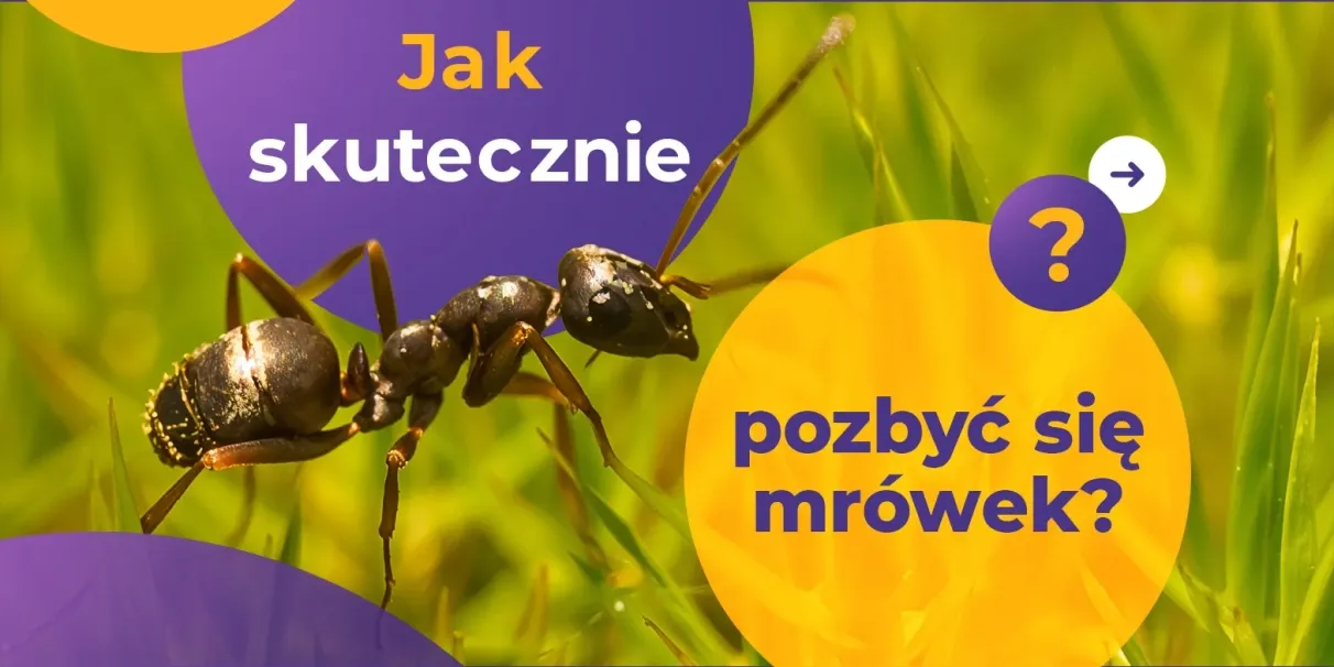 Zdjęcie Skuteczne metody na pozbycie się mrówek z mieszkania bez chemii