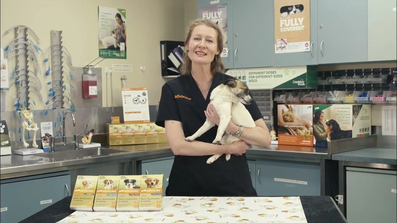 Zdjęcie Jak stosować Advocate dla psów - skuteczne dawkowanie i aplikacja