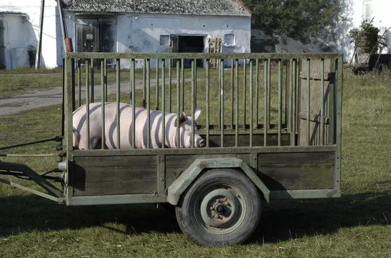 Zdjęcie Ile kosztuje badanie mięsa u weterynarza? Sprawdź ceny i szczegóły