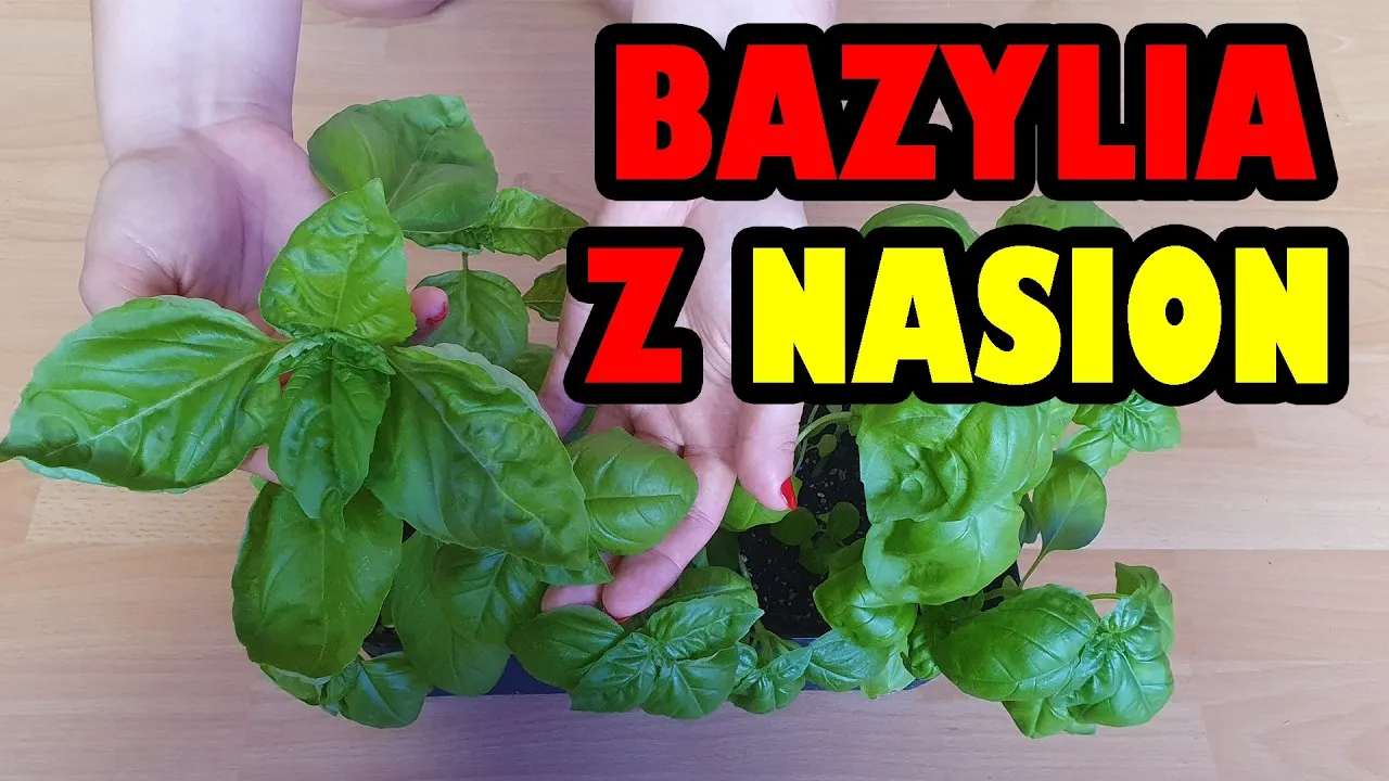 Zdjęcie Jak zbierać nasiona bazylii, aby uzyskać zdrowe i silne rośliny