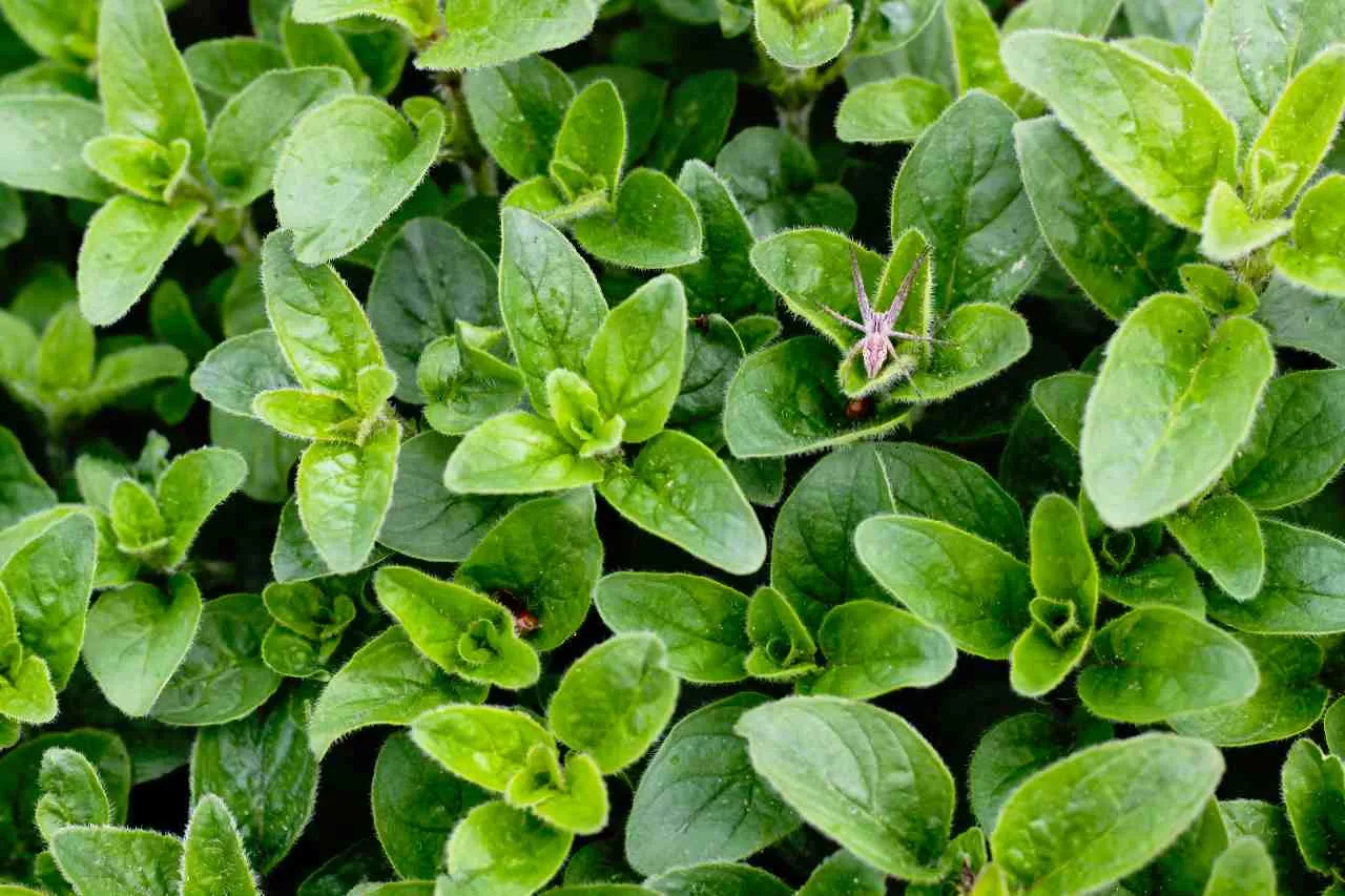 Zdjęcie Jak kwitnie oregano? Wszystko o jego pięknych kwiatach i pielęgnacji