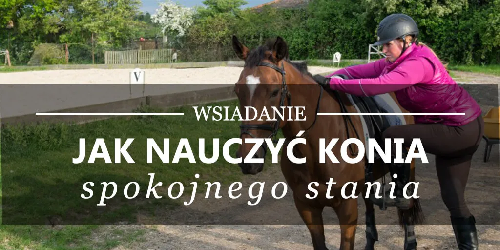 Zdjęcie Jak nauczać jeździectwa: skuteczne metody i tajniki nauczania