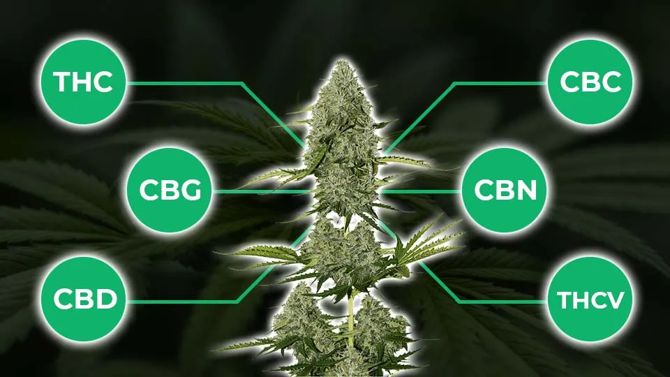 Zdjęcie Czy po medycznej marihuanie jest faza? Odkryj skutki i długość działania