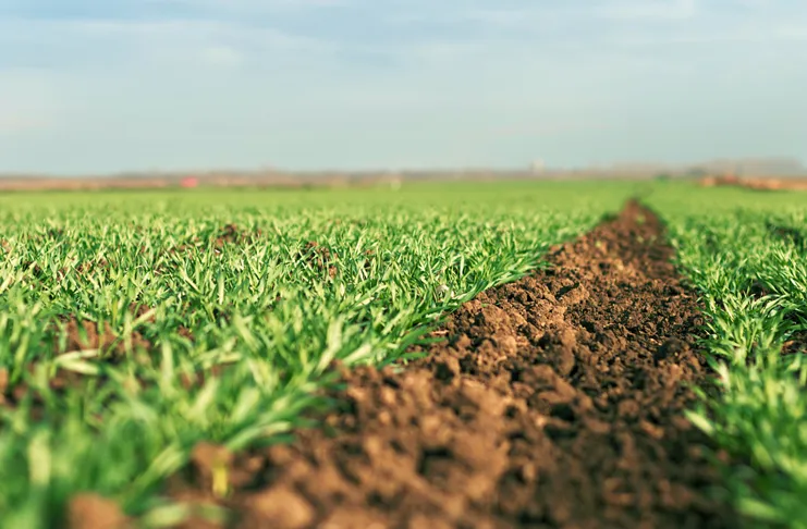 Zdjęcie Co siać po rzepaku? Pszenica, jęczmień sprawdź najlepsze opcje