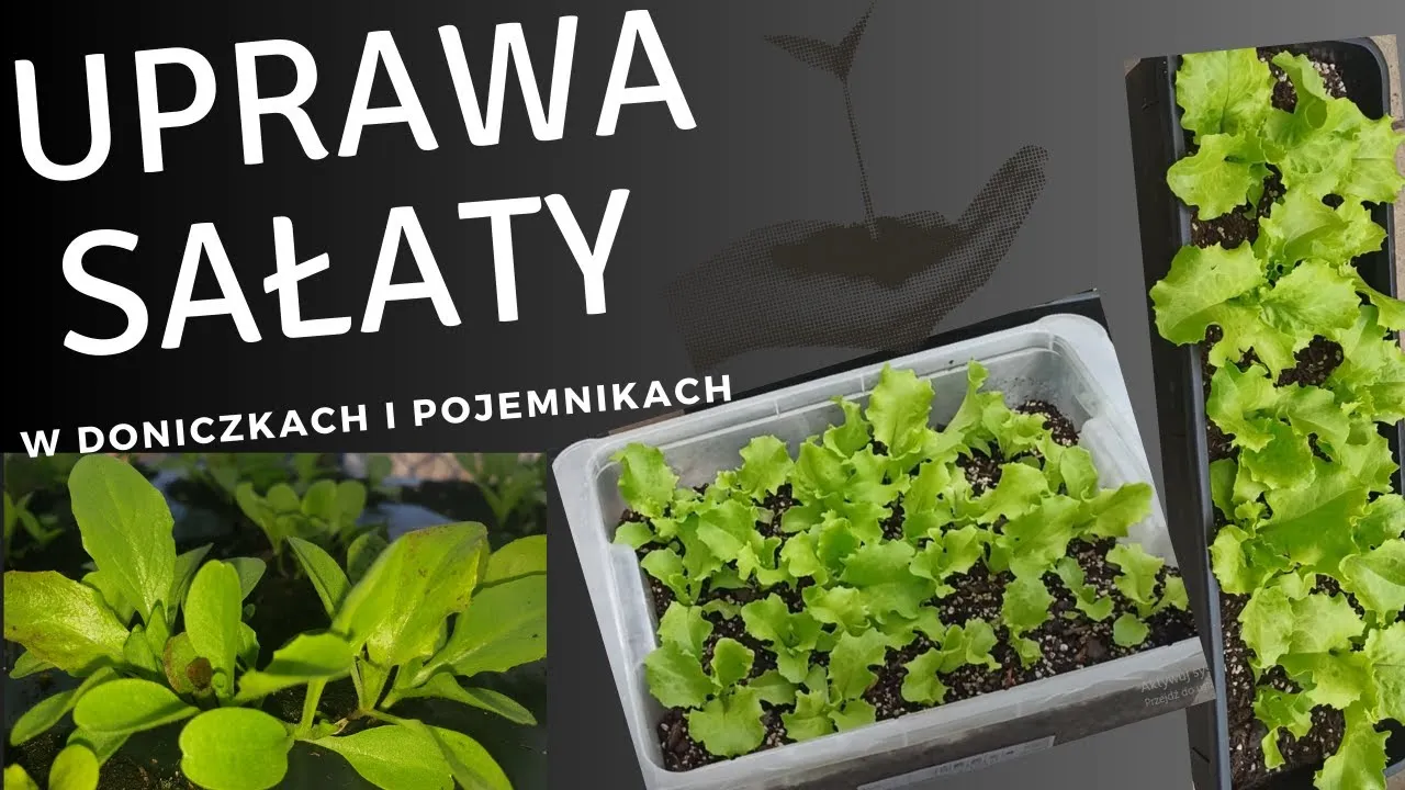 Zdjęcie Jak sadzić sałatę w doniczce, aby uniknąć najczęstszych błędów