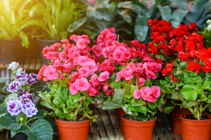 Zdjęcie Jak sadzić begonie: proste kroki dla zdrowych i pięknych roślin