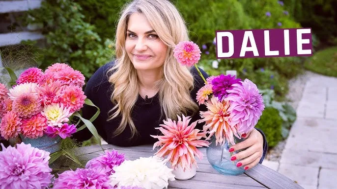 Zdjęcie Sadzenie dalii: kiedy i jak? Sekrety obfitego kwitnienia