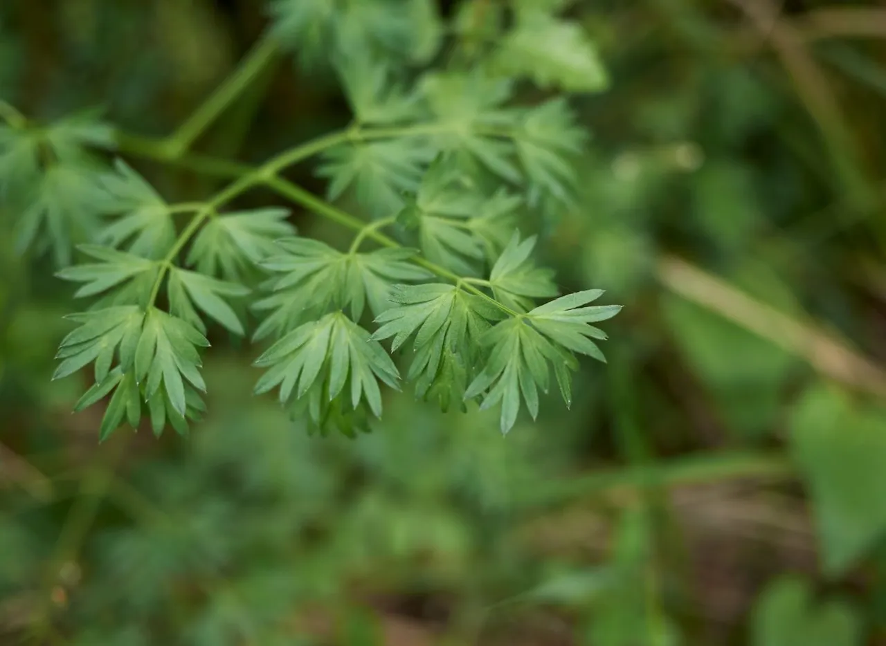 Zdjęcie Pietruszka czy Trujący Chwast? Jak Od Różnić Bezpiecznie?
