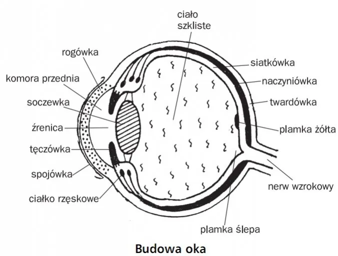 Zdjęcie Funkcje łez w ochronie wzroku – dlaczego są kluczowe dla zdrowia oczu?