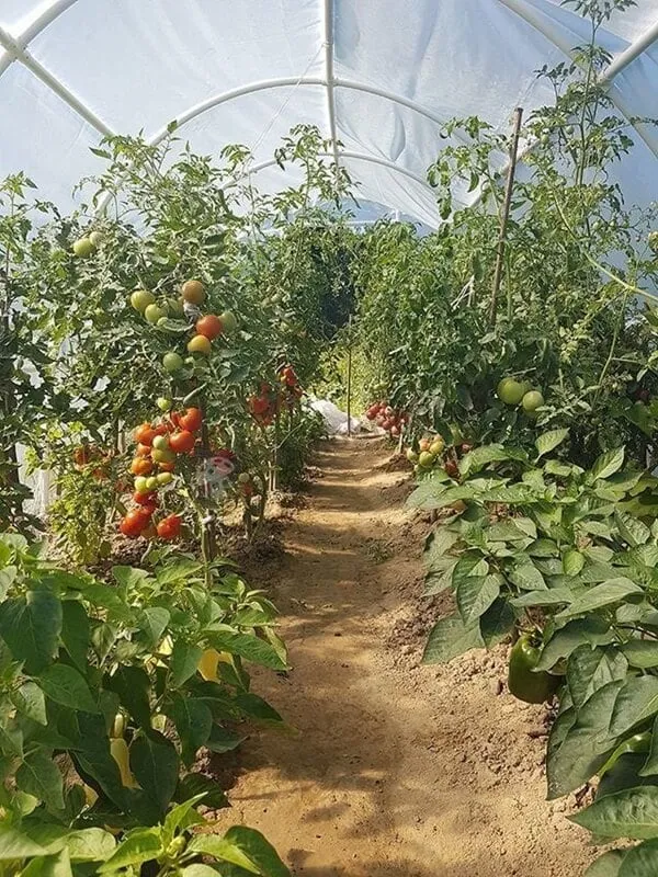 Zdjęcie Co uprawiać w tunelu foliowym? Odkryj najlepsze rośliny do uprawy