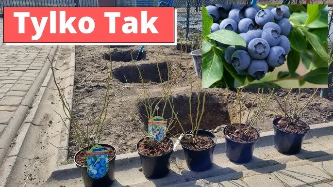 Zdjęcie Odpowiednia odległość sadzenia borówki amerykańskiej dla lepszych plonów