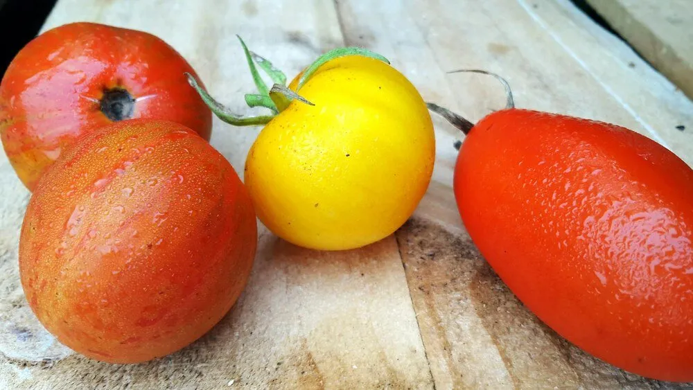 Zdjęcie Pomidory Lima: Jak uprawiać i uzyskać obfite plony?