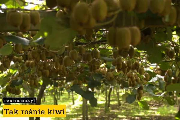 Zdjęcie W jakim kraju rośnie kiwi? Odkryj zaskakujące miejsca uprawy