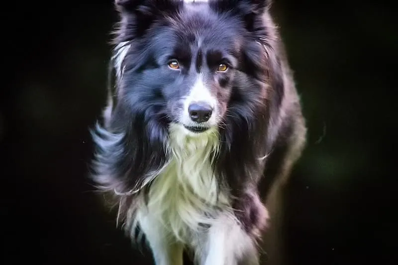 Zdjęcie Border Collie: Sierść czy włosy? Kluczowe różnice, które musisz znać