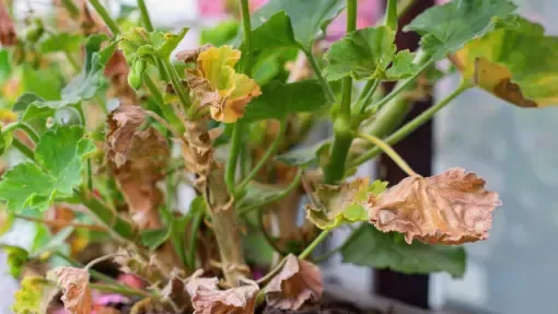 Zdjęcie Jak często podlewać pelargonie na balkonie, by uniknąć ich uschnięcia?
