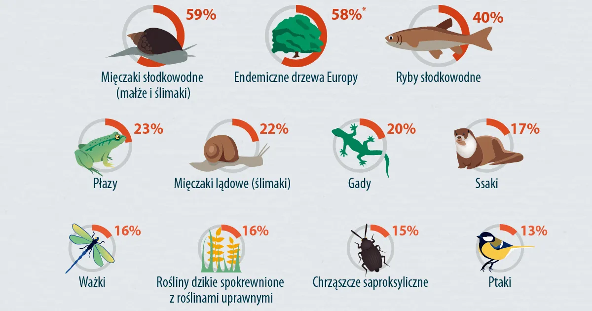 Zdjęcie Jakie zwierzęta żyją na strychu? Zagrożenia i najczęstsze gatunki