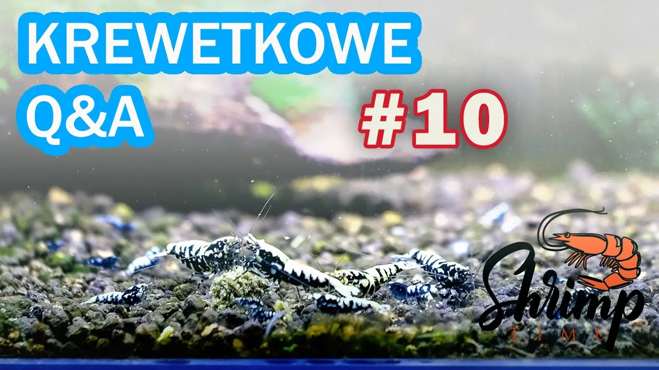 Zdjęcie Jakie testy do akwarium? 5 kluczowych badań wody dla zdrowia ryb