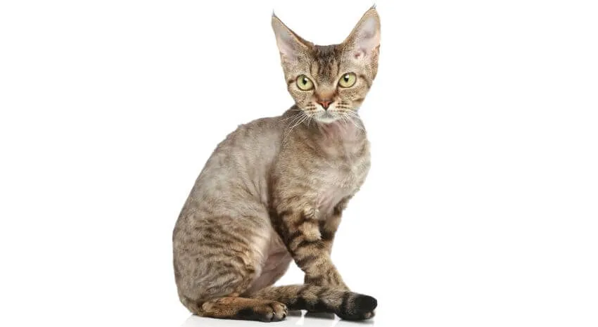 Zdjęcie Charakter devon rex – przyjazny towarzysz dla aktywnej rodziny