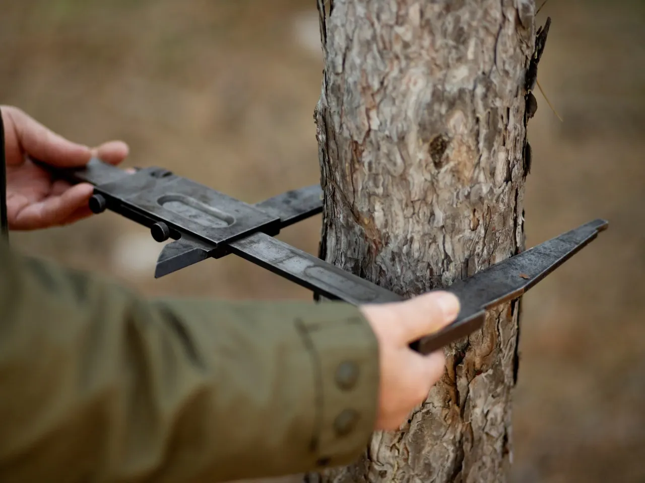 Zdjęcie Jakie drzewa można wyciąć bez zezwolenia na własnej działce? Sprawdź zasady