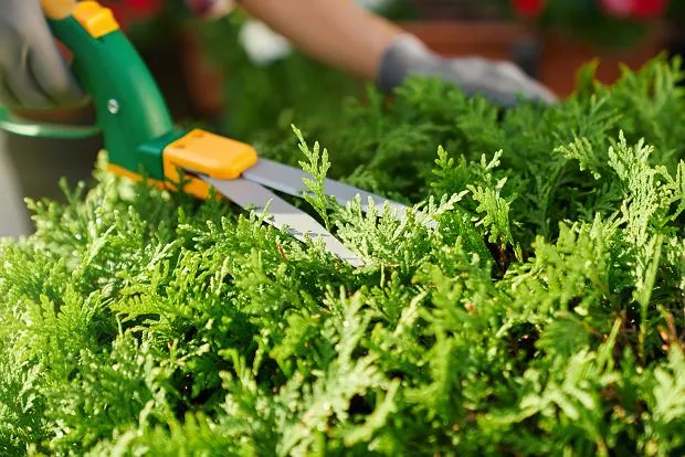 Zdjęcie Domowe nawozy do kwiatów - naturalne sposoby na bujny ogród