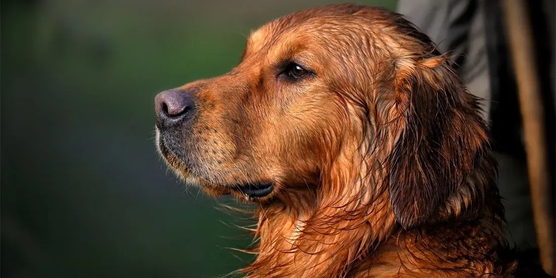 Zdjęcie Kiedy rośnie sierść golden retrievera? Kluczowe etapy rozwoju