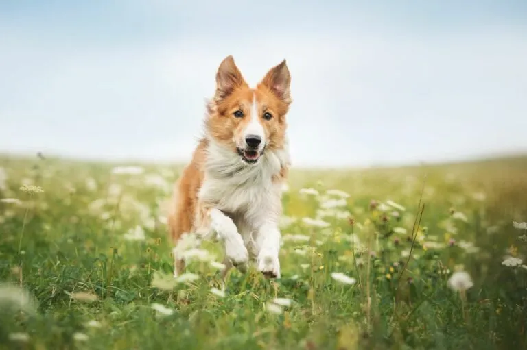 Zdjęcie Cómo eliminar garrapatas en perros de forma segura y efectiva