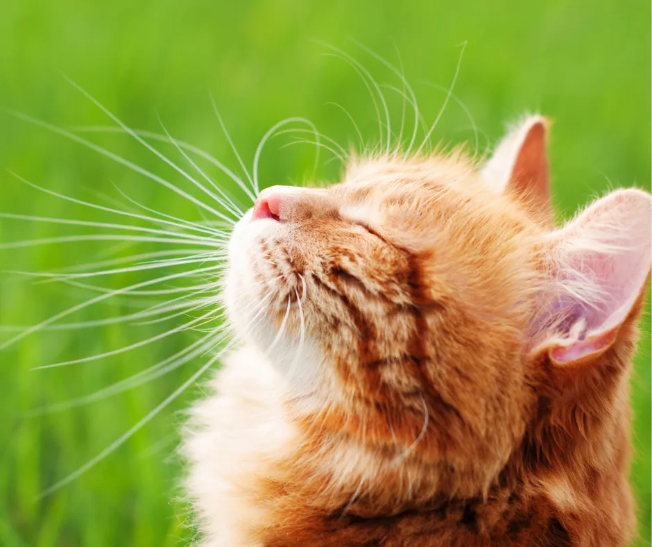 Zdjęcie Jak nazwać kotkę? 40 uroczych imion, które zachwycą każdego właściciela