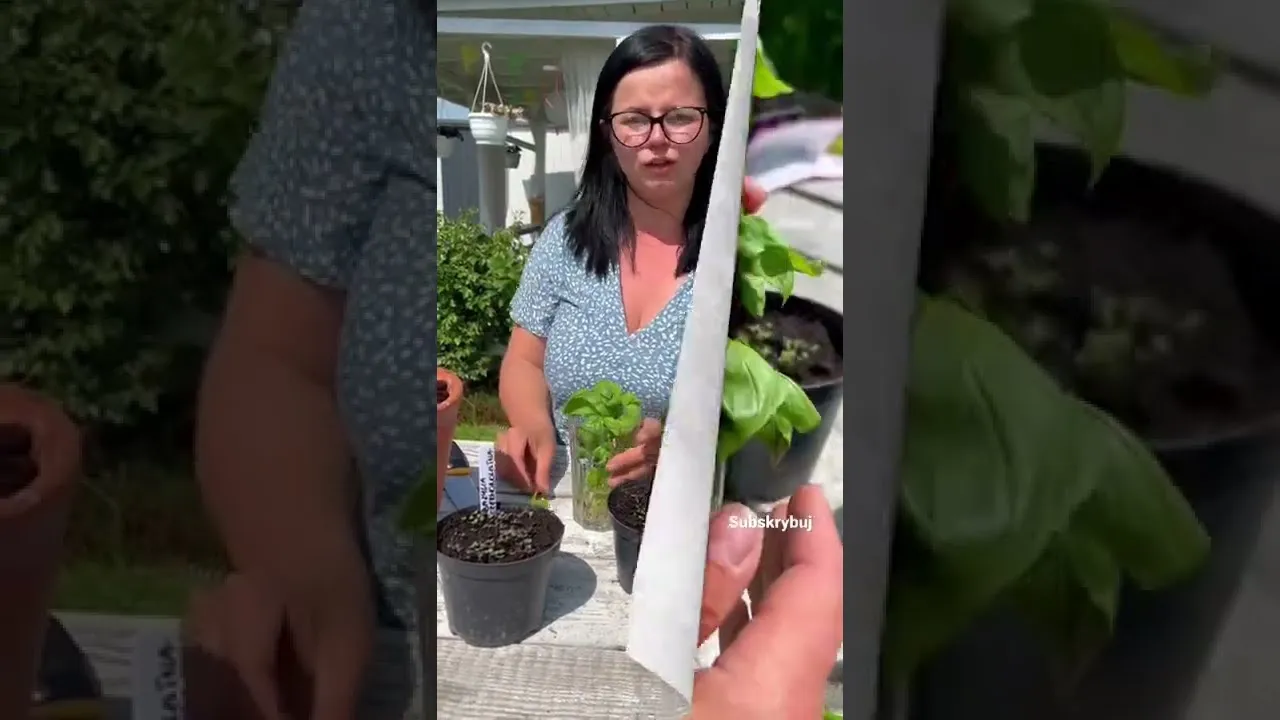 Zdjęcie Jak posiać bazylię - proste sposoby na zdrowe i aromatyczne zbiory