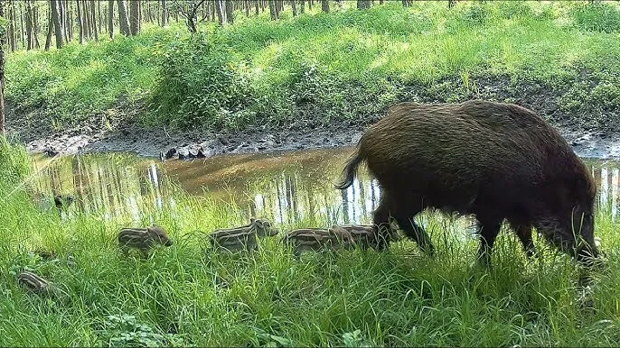 Zdjęcie Zwierzęta w Sudetach - poznaj fascynujący świat dzikiej fauny górskiej