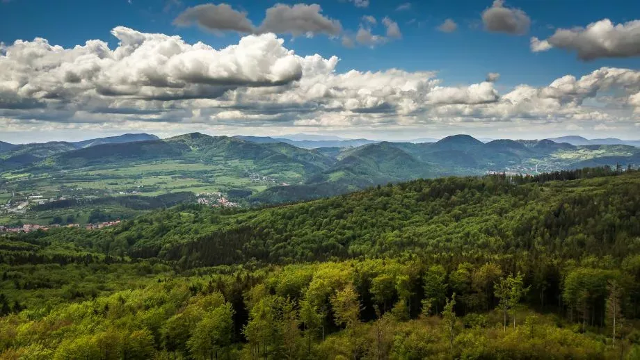 Zdjęcie Fascynująca przyroda Sudetów - poznaj unikalne gatunki roślin i zwierząt