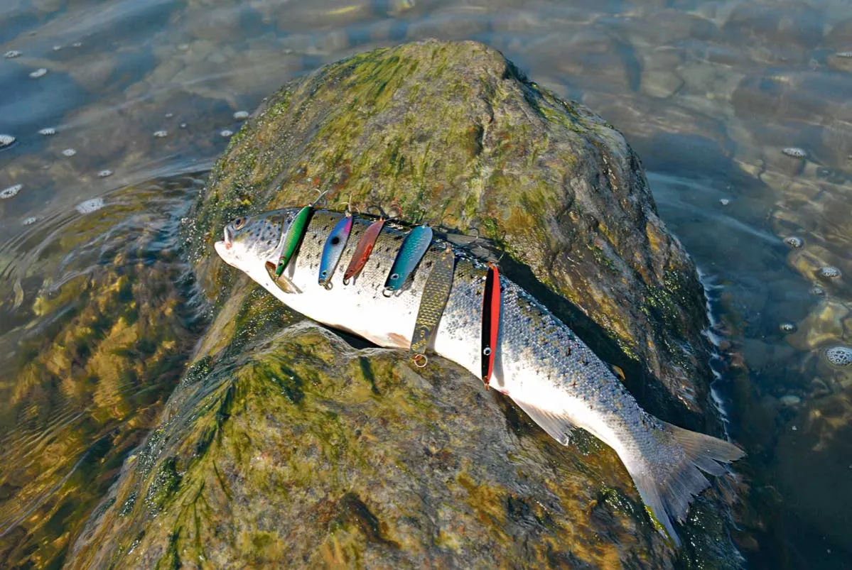 Zdjęcie Die besten Köder für Meerforelle: So fangen Sie garantiert mehr Fische
