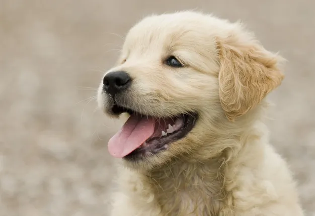 Zdjęcie Jak wychować szczeniaka golden retriever - kluczowe porady i triki