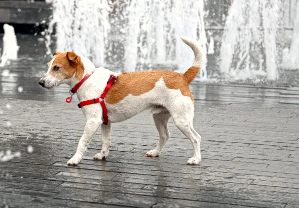 Zdjęcie Szelki czy obroża dla Jack Russell Terriera - co zapewnia lepsze bezpieczeństwo?