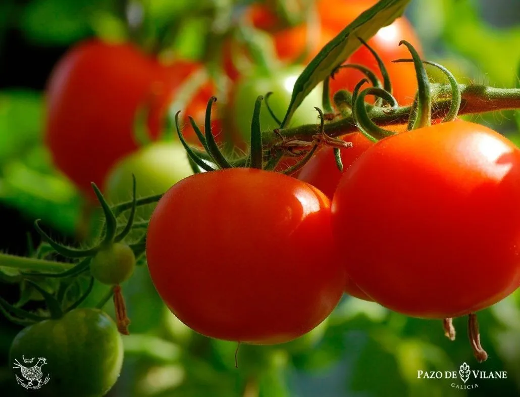 Zdjęcie Cuándo plantar tomates en Galicia para asegurar una cosecha exitosa