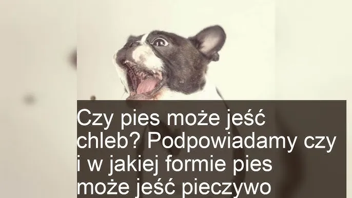 Zdjęcie Czy pies może jeść chleb z masłem? Zagrożenia i alternatywy